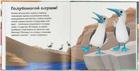 Птицы и букашки:от носа до хвоста