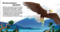 Птицы и букашки:от носа до хвоста
