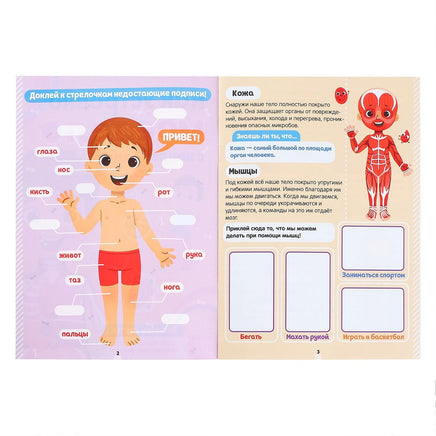 Тело человека. Набор книг с наклейками 2 шт Printed books Сима-ленд