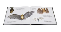 Удивительные летучие мыши Printed books Белая Ворона