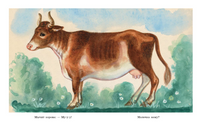 Кто? Как? Ирина Токмакова Printed books Мелик Пашаев