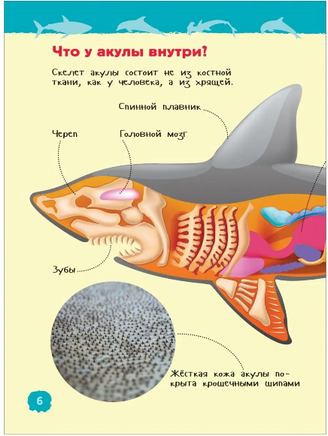 Акулы, киты и дельфины (Энциклопедия для детского сада) - [bookvoed_us]