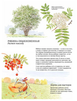 Софи в мире деревьев Printed books Белая Ворона