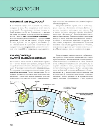 Растения. Полная энциклопедия - [bookvoed_us]