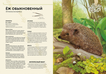 Лесные животные в натуральную величину МАХАОН