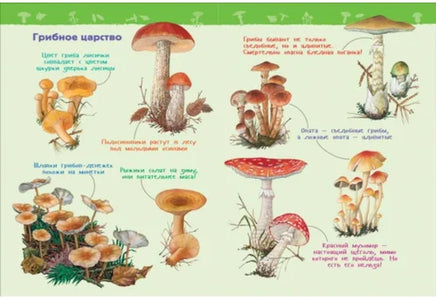 В лесу. Энциклопедия для детского сада Printed books Росмэн